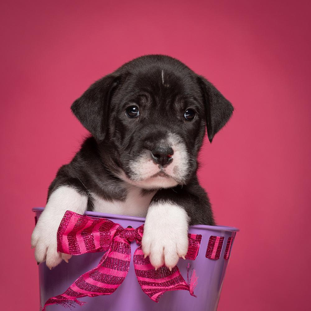 Enlarge Lorelai (Dynamic Duo Litter), a Adoptable mixed breed in New Albany, OH image 2/3