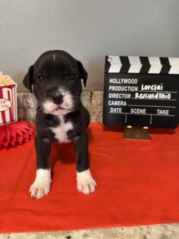Enlarge Lorelai (Dynamic Duo Litter), a Adoptable mixed breed in New Albany, OH image 3/3