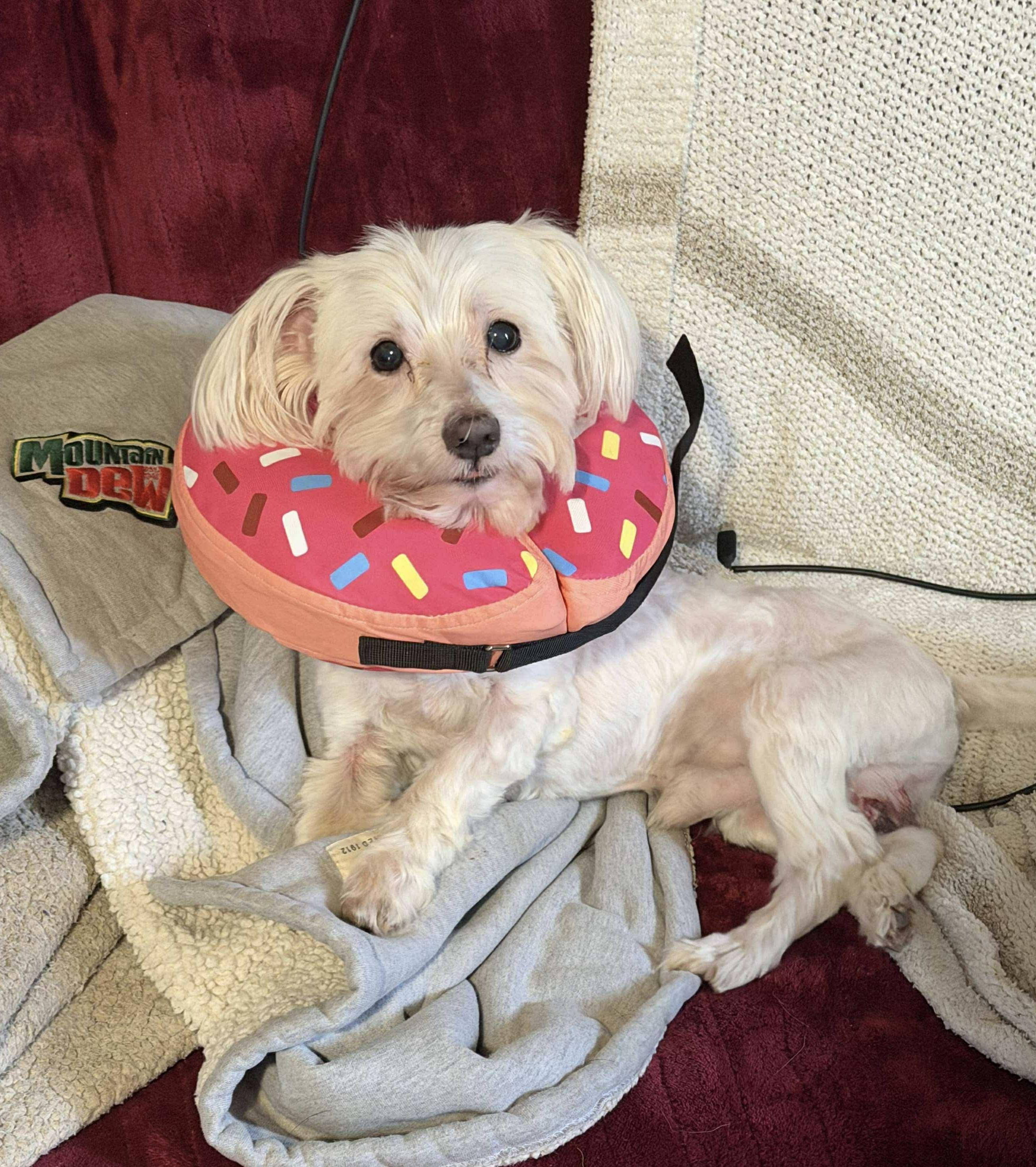 Enlarge Dexter, a Adoptable mixed breed in Westwood, NJ image 2/5