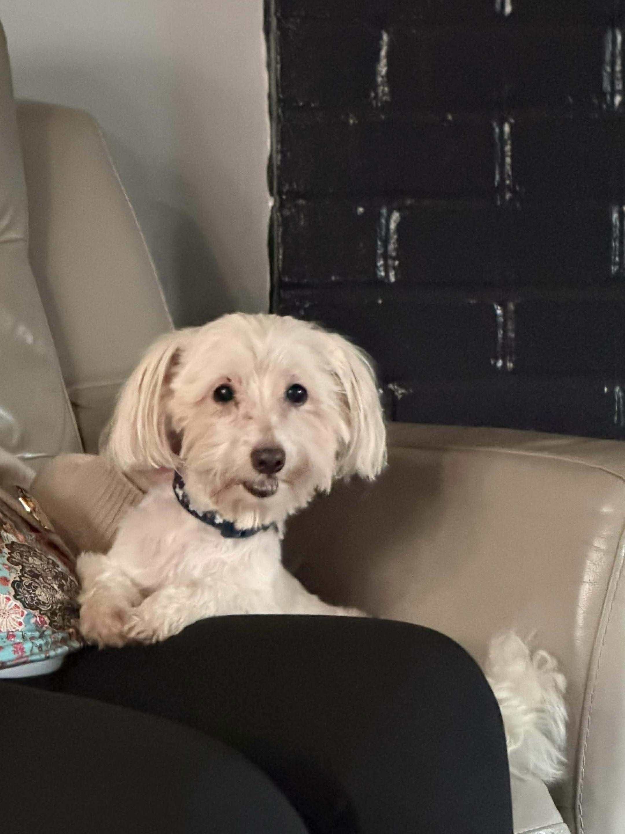 Enlarge Dexter, a Adoptable mixed breed in Westwood, NJ image 5/5