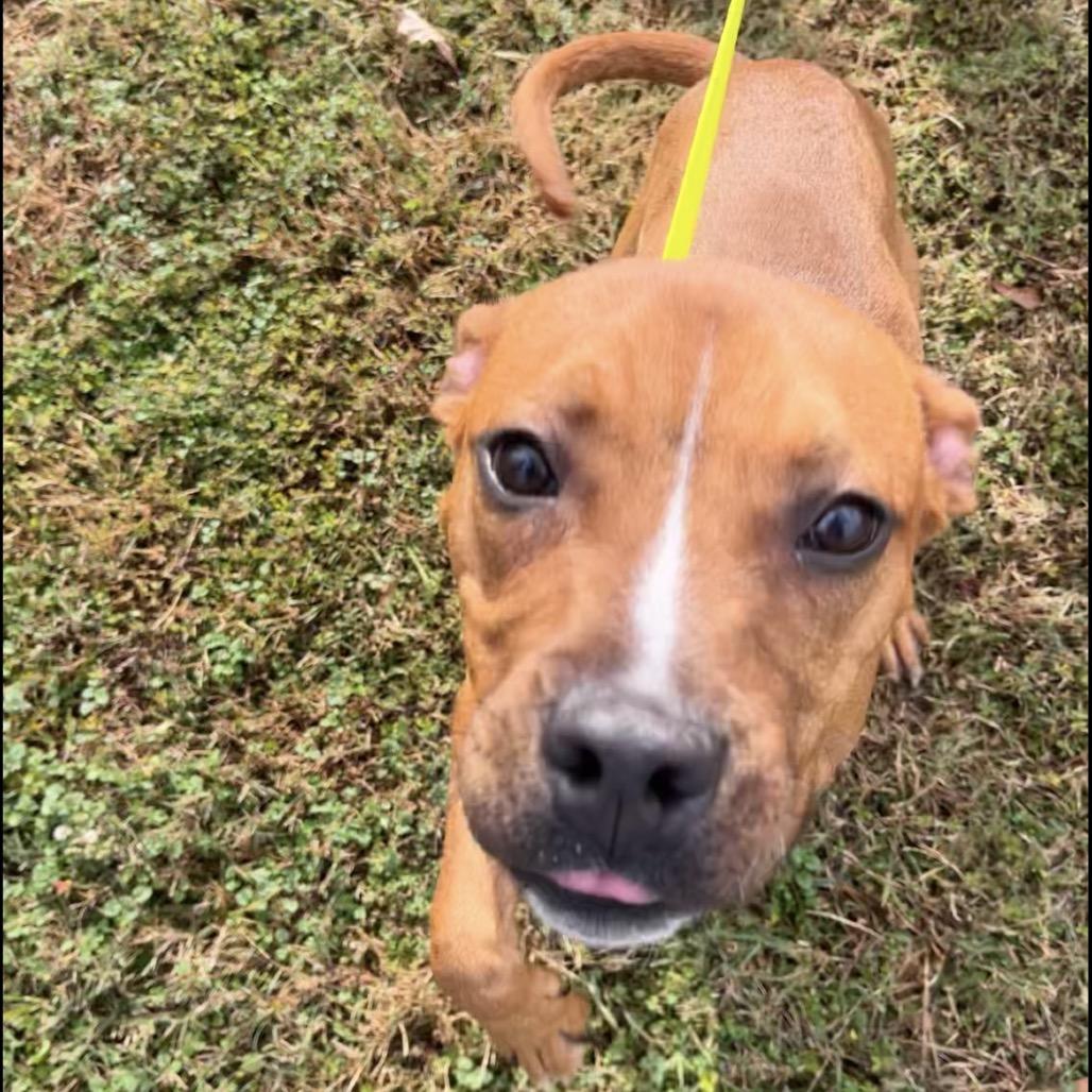 Enlarge Lenny, a Adoptable mixed breed in Greenville, SC image 1/6