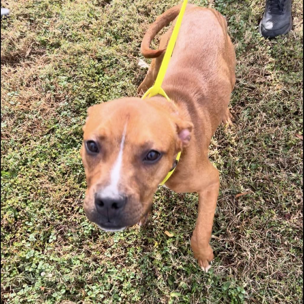 Enlarge Lenny, a Adoptable mixed breed in Greenville, SC image 2/6