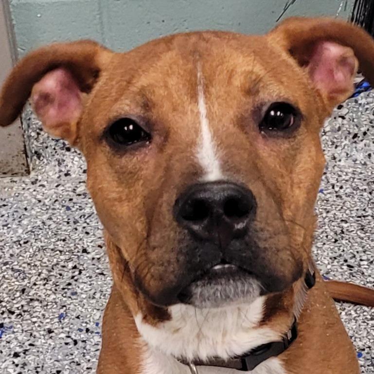 Enlarge Lenny, a Adoptable mixed breed in Greenville, SC image 3/6