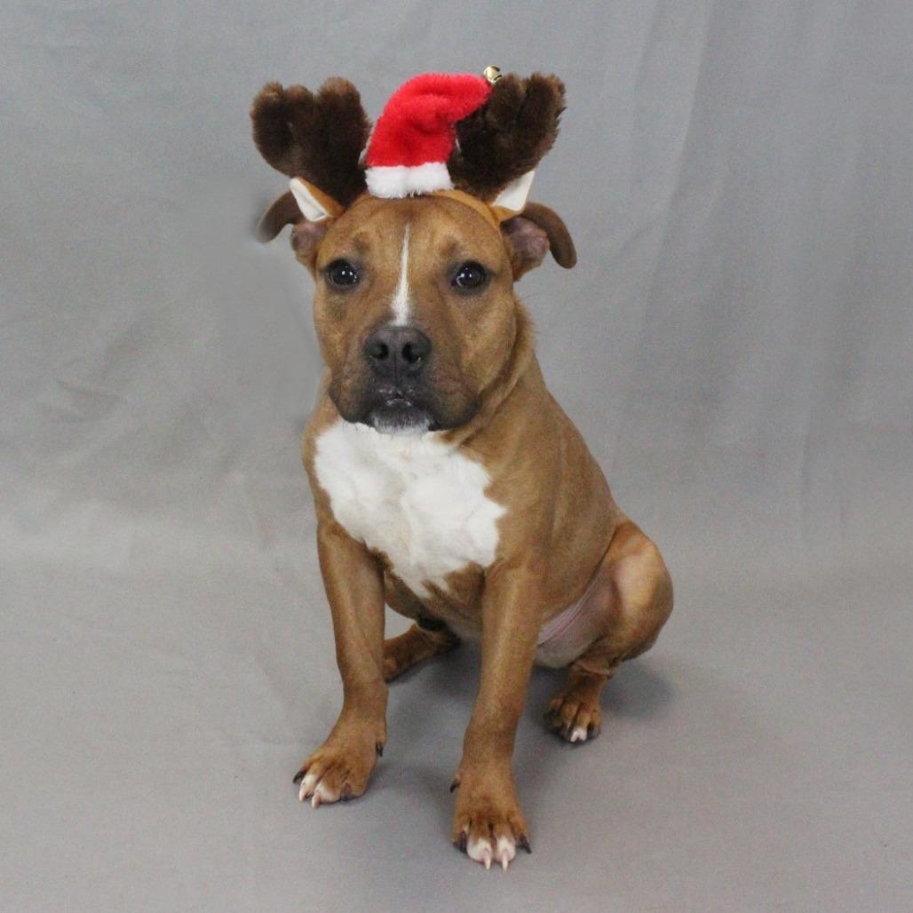 Enlarge Lenny, a Adoptable mixed breed in Greenville, SC image 4/6