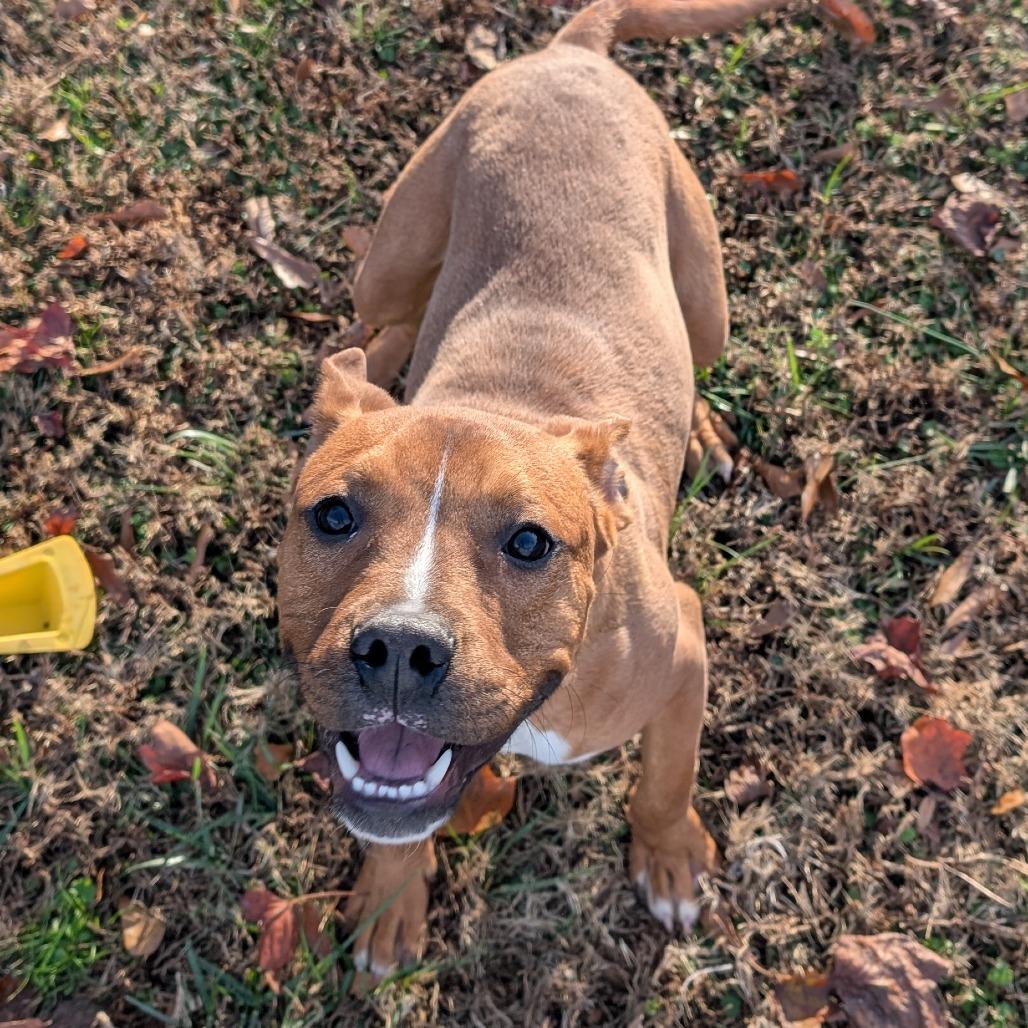 Enlarge Lenny, a Adoptable mixed breed in Greenville, SC image 5/6