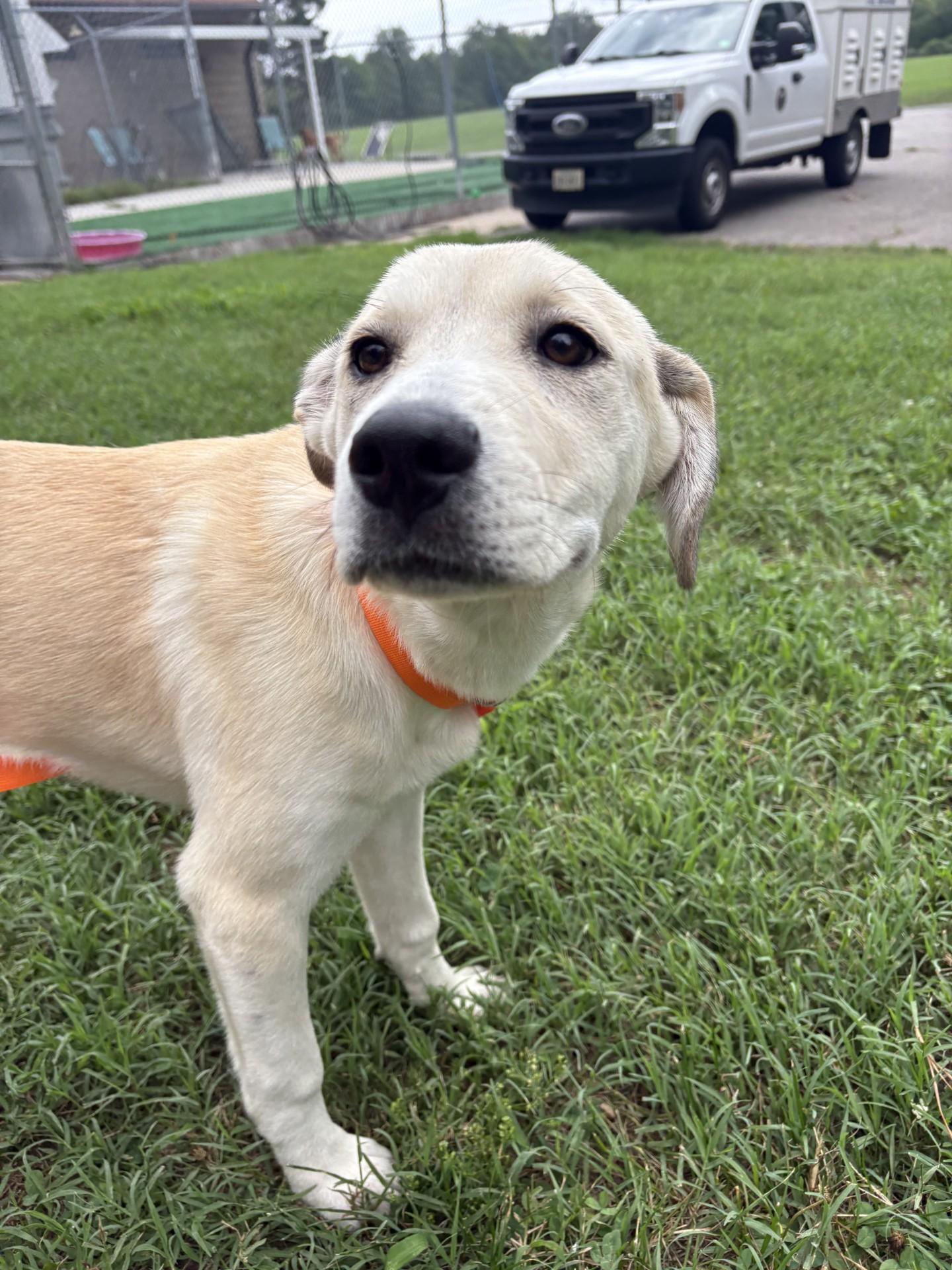 Mellow, a ADOPTABLE mixed breed in Ashland, VA image 1/6