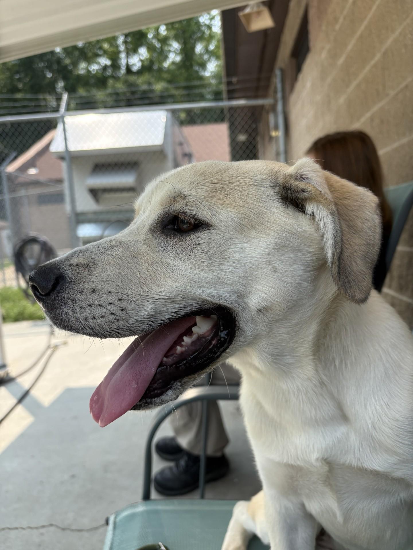 Mellow, a ADOPTABLE mixed breed in Ashland, VA image 5/6