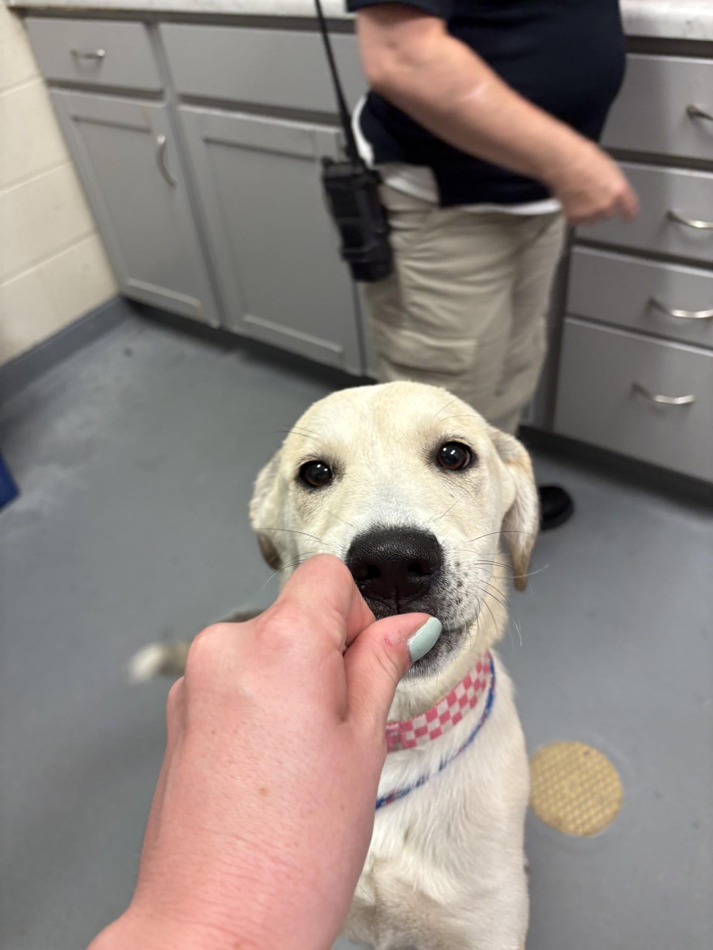 Mellow, a ADOPTABLE mixed breed in Ashland, VA image 2/6