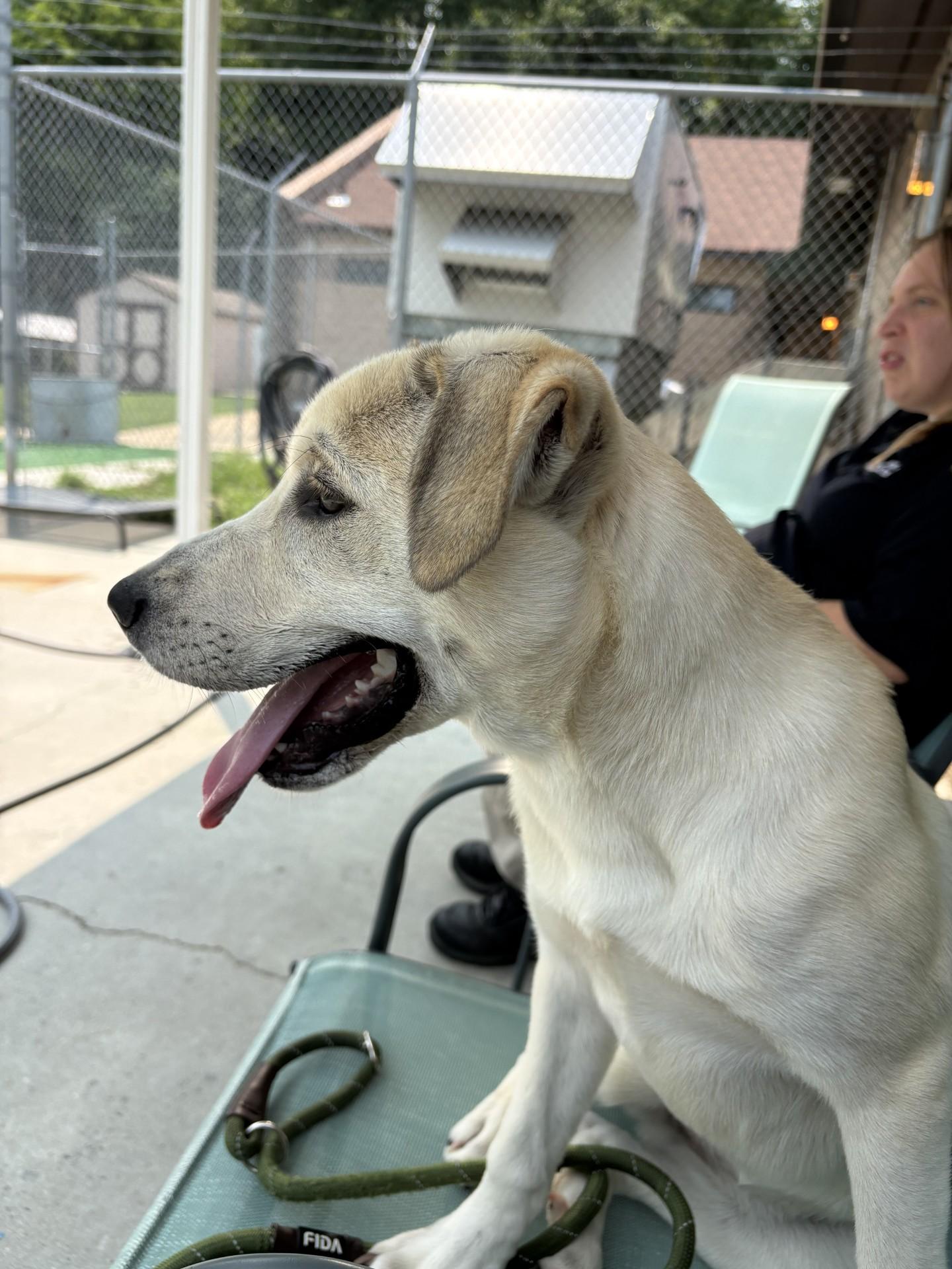 Mellow, a ADOPTABLE mixed breed in Ashland, VA image 6/6