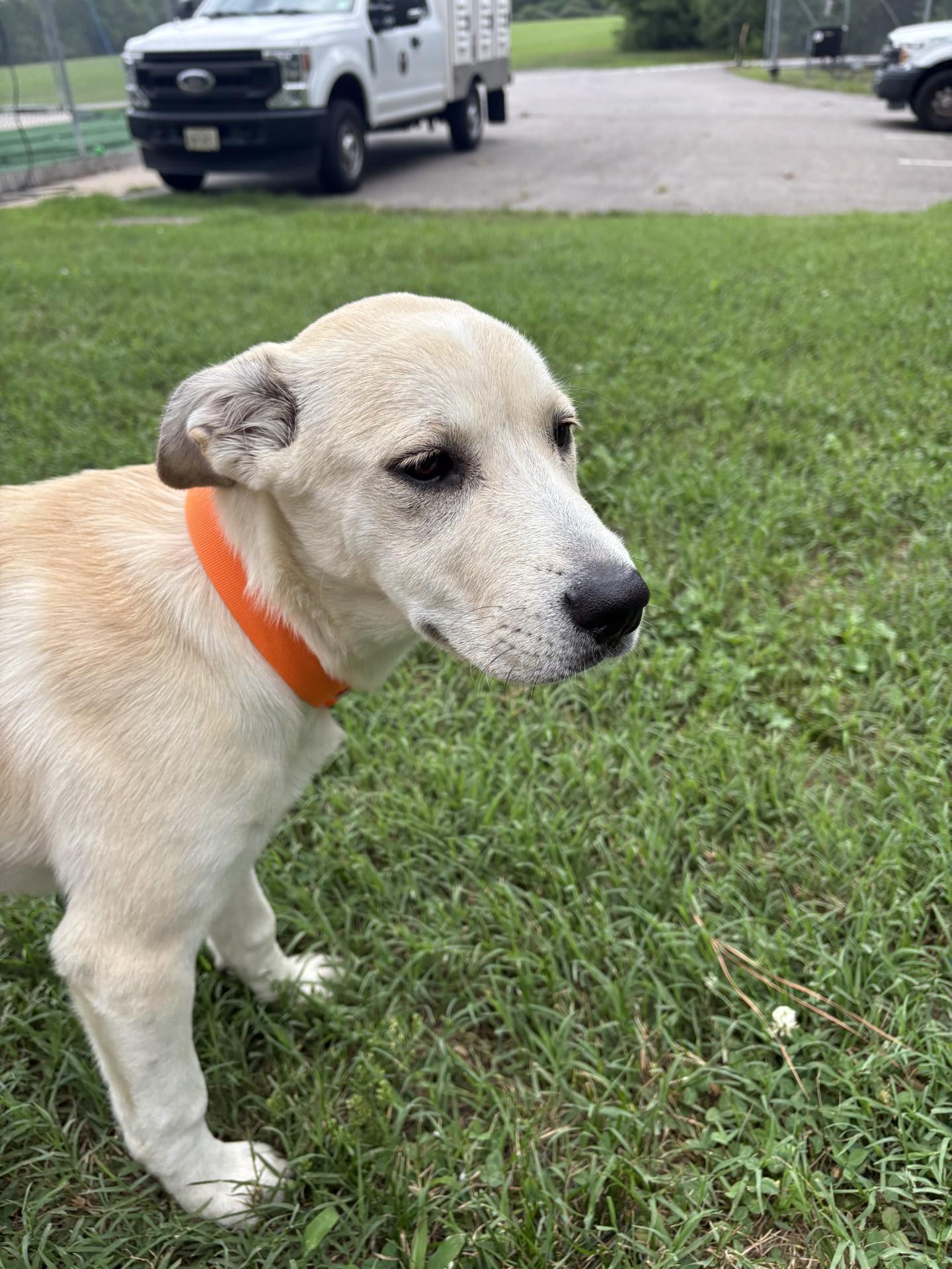 Mellow, a ADOPTABLE mixed breed in Ashland, VA image 4/6