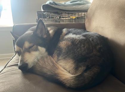 Grizzly (160380) (In a Foster Home), a ADOPTABLE Siberian Husky in Baton Rouge, LA image 3/5