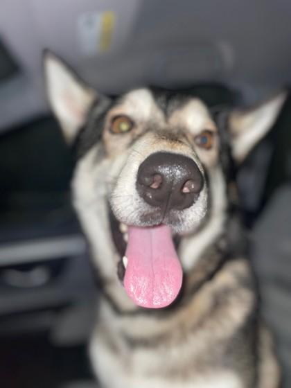 Grizzly (160380) (In a Foster Home), a ADOPTABLE Siberian Husky in Baton Rouge, LA image 4/5