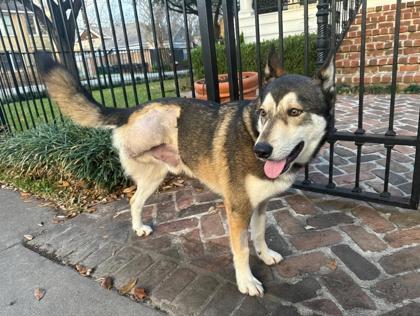 Grizzly (160380) (In a Foster Home), a ADOPTABLE Siberian Husky in Baton Rouge, LA image 2/5
