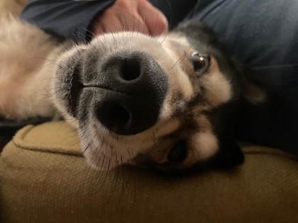 Grizzly (160380) (In a Foster Home), a ADOPTABLE Siberian Husky in Baton Rouge, LA image 5/5