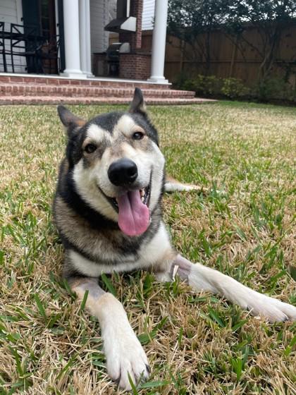 Grizzly (160380) (In a Foster Home), a ADOPTABLE Siberian Husky in Baton Rouge, LA image 1/5