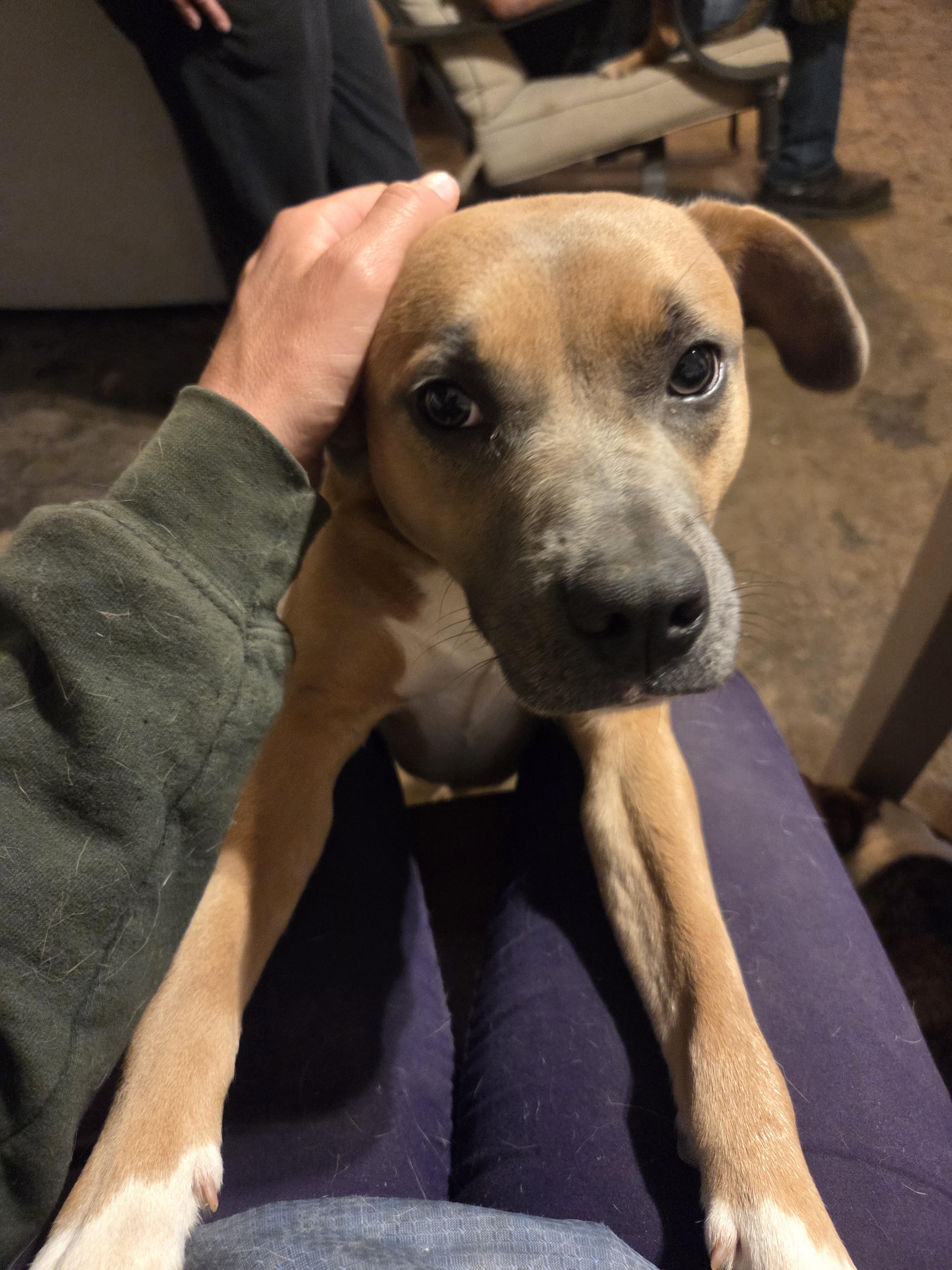 Blu, a Adoptable mixed breed in PITTSBURGH, PA image 3/5