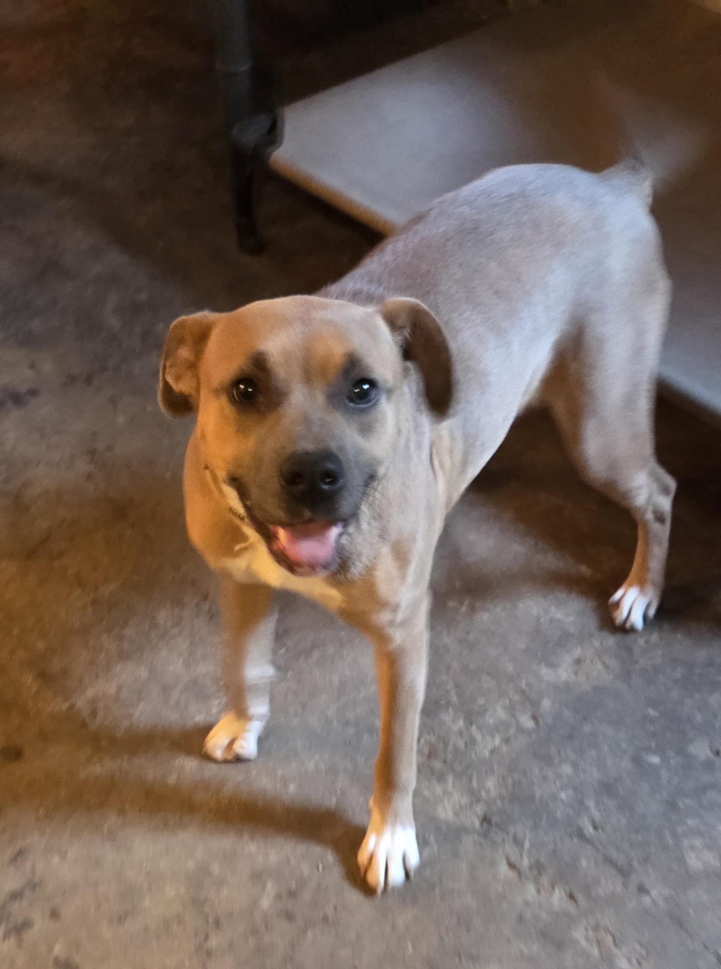 Blu, a Adoptable mixed breed in PITTSBURGH, PA image 1/5