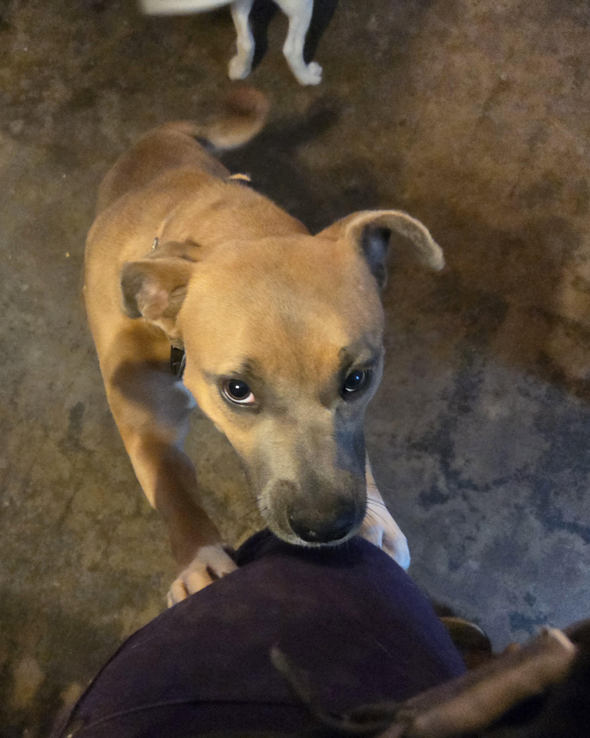 Blu, a Adoptable mixed breed in PITTSBURGH, PA image 4/5