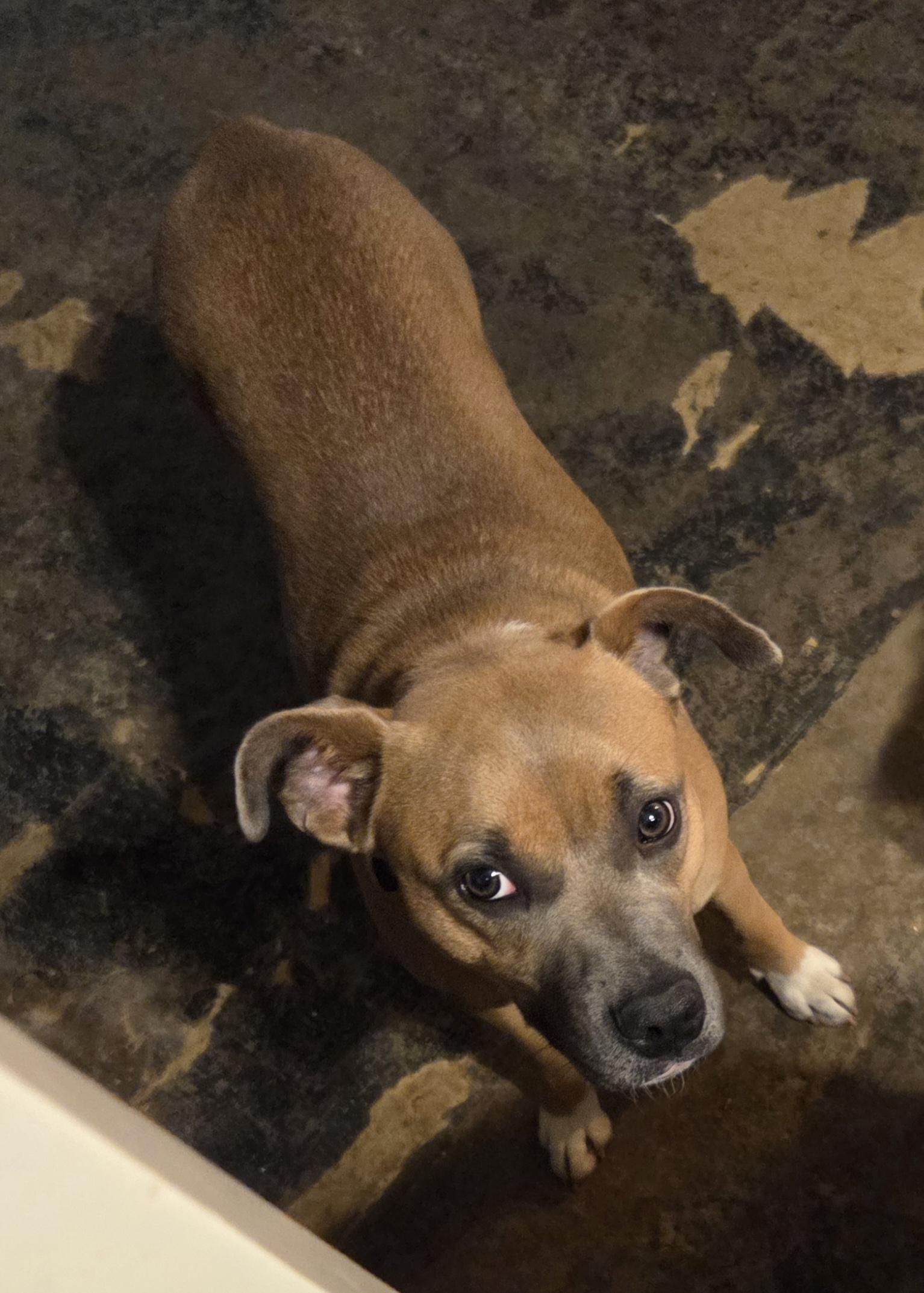 Blu, a Adoptable mixed breed in PITTSBURGH, PA image 5/5