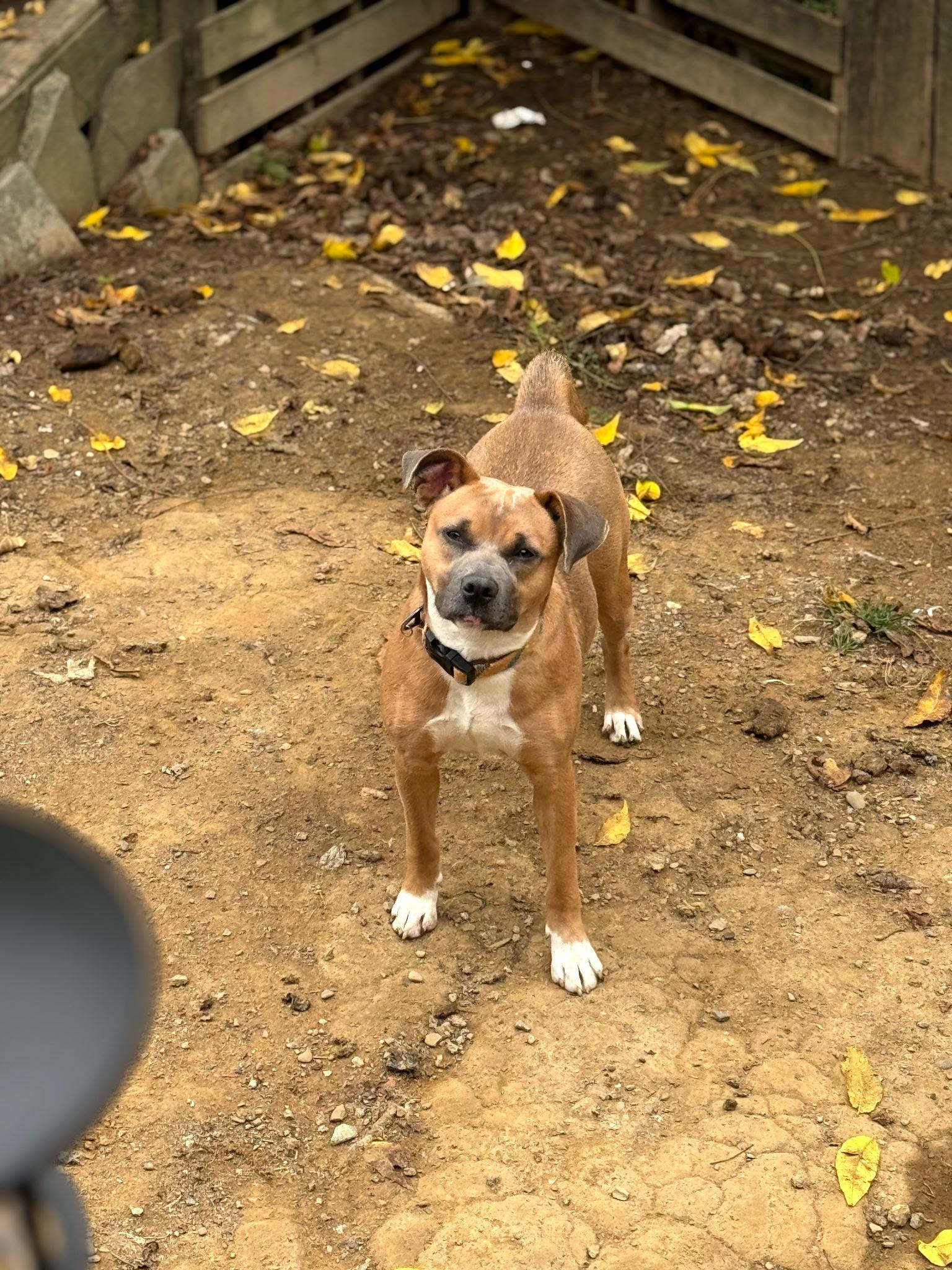 Blu, a Adoptable mixed breed in PITTSBURGH, PA image 2/5