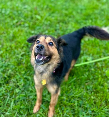 Enlarge Piper, a Adoptable mixed breed in Brunswick, OH image 2/5