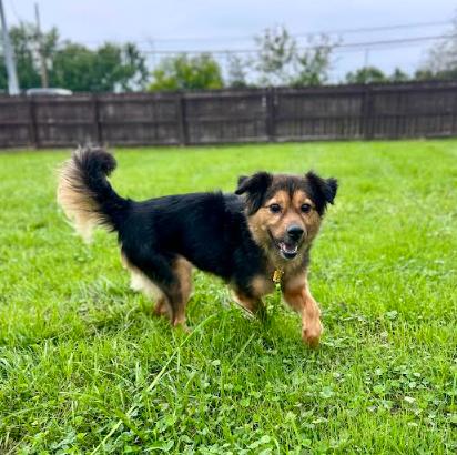 Enlarge Piper, a Adoptable mixed breed in Brunswick, OH image 1/5
