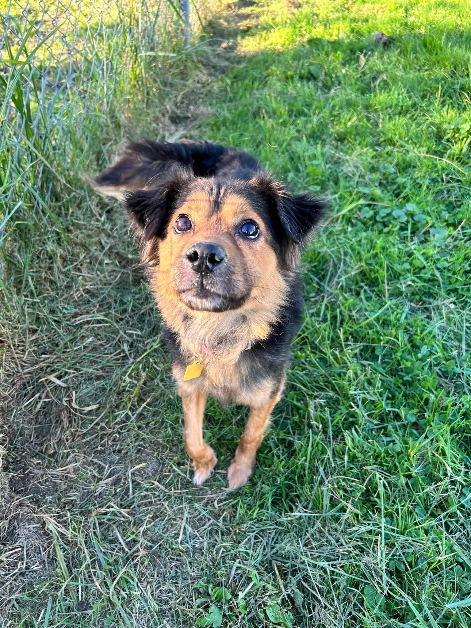 Enlarge Piper, a Adoptable mixed breed in Brunswick, OH image 4/5