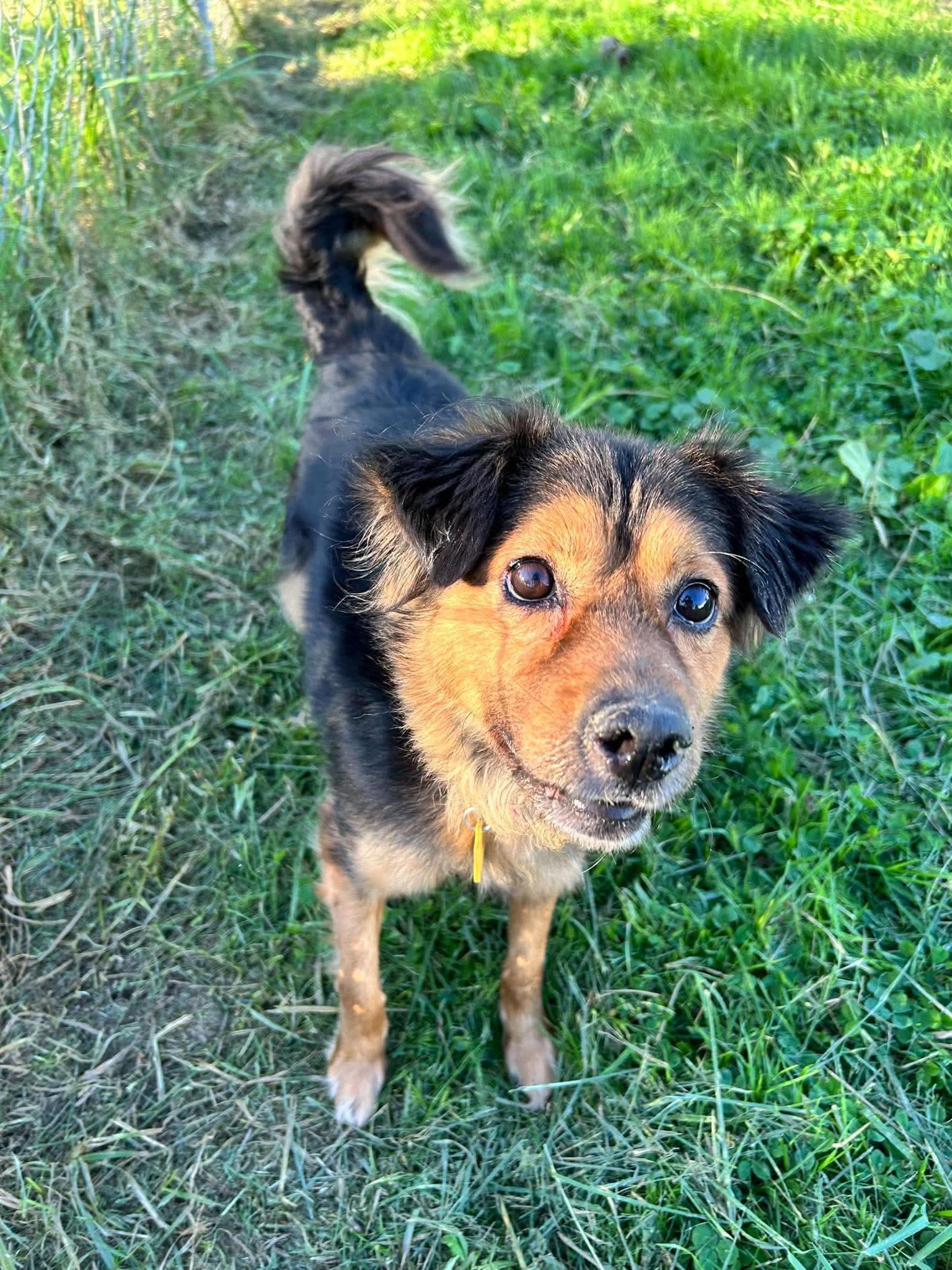 Enlarge Piper, a Adoptable mixed breed in Brunswick, OH image 3/5