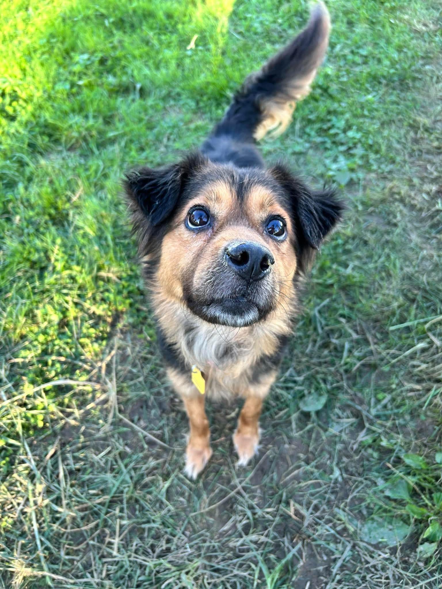 Enlarge Piper, a Adoptable mixed breed in Brunswick, OH image 5/5