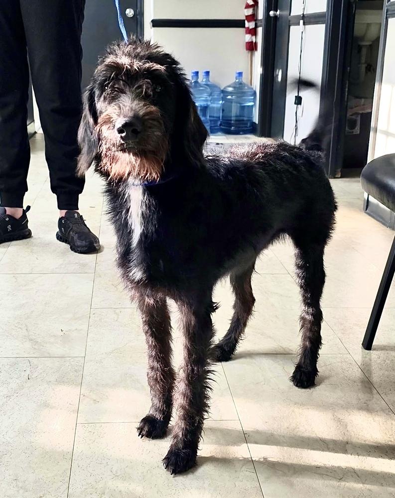 Chins, Adoptable, Young Female Wirehaired Pointing Griffon.