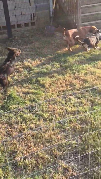 Enlarge Chins, a Adoptable mixed breed in Syracuse, NY video 5/5