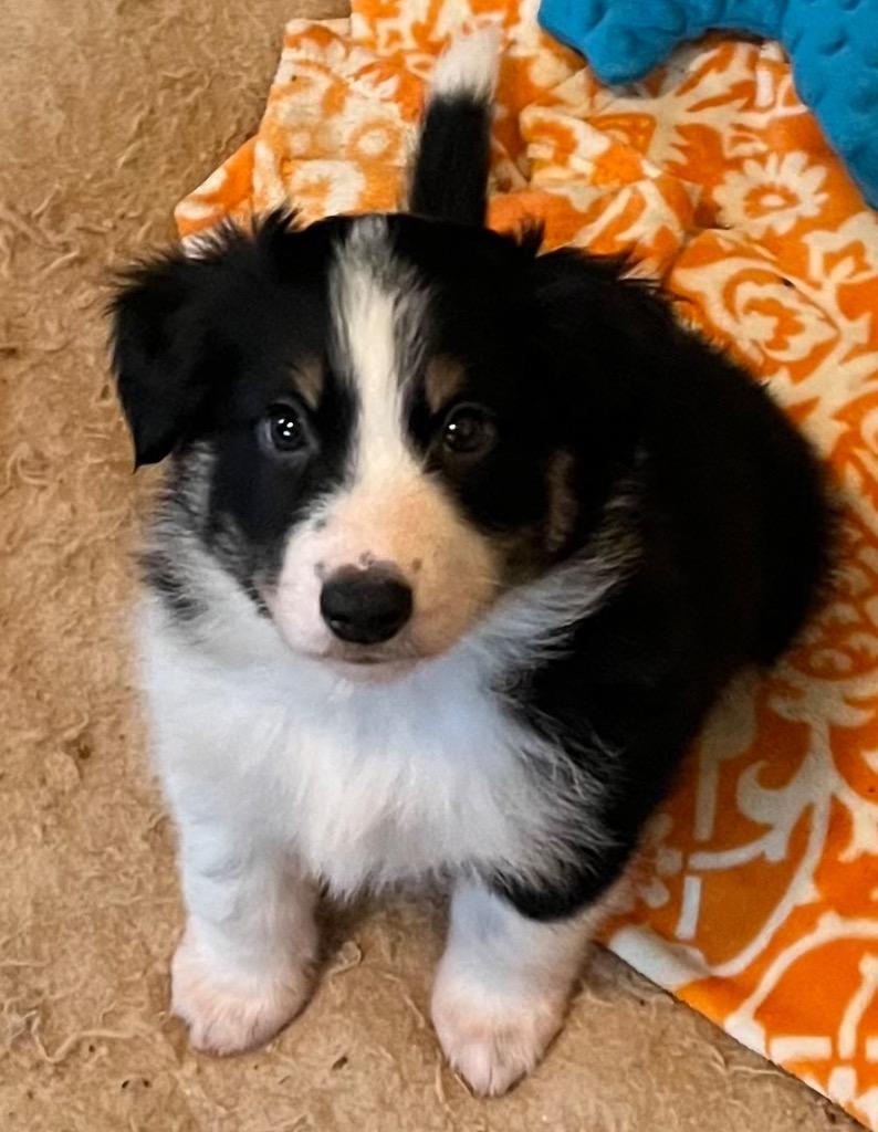 Lennox, Adoptable, Puppy Male Australian Shepherd.