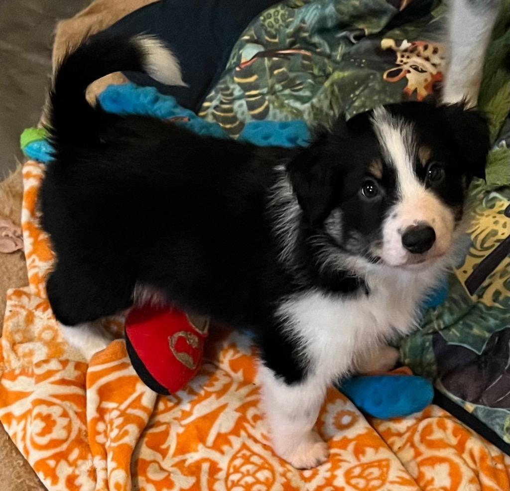 Enlarge Lennox, a Adoptable Australian Shepherd in Thompson Falls, MT image 2/3