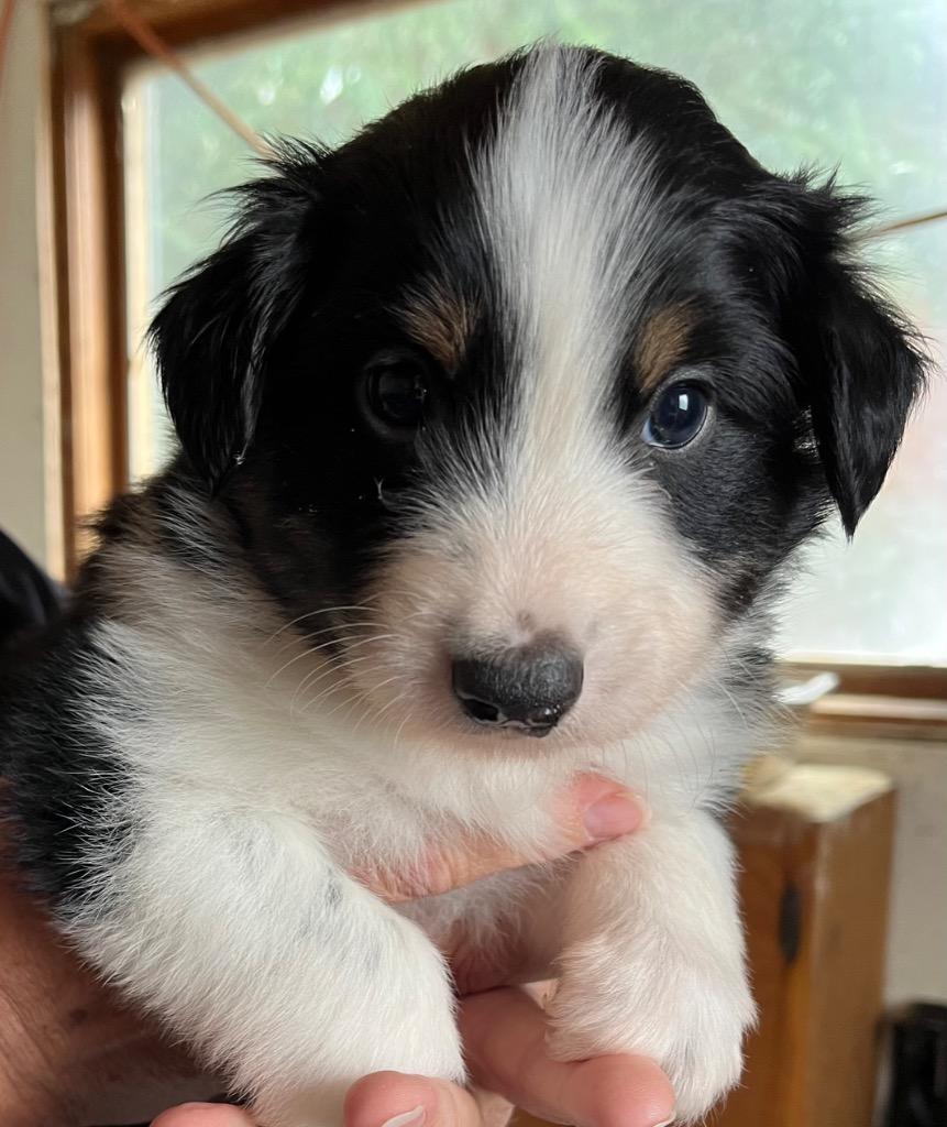 Enlarge Lennox, a Adoptable Australian Shepherd in Thompson Falls, MT image 3/3