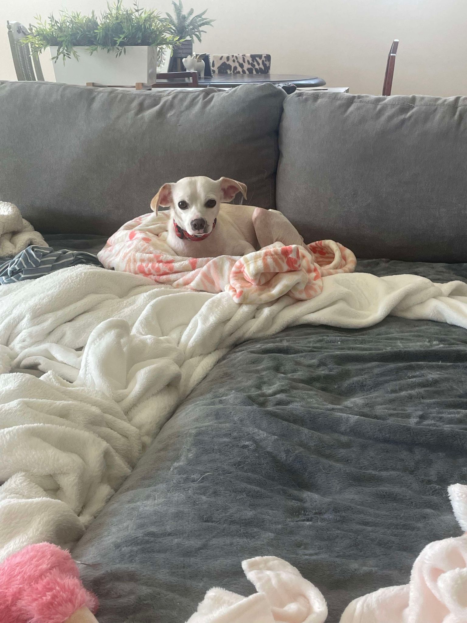 Enlarge Wiley, a Adoptable mixed breed in PHOENIX, AZ image 3/6