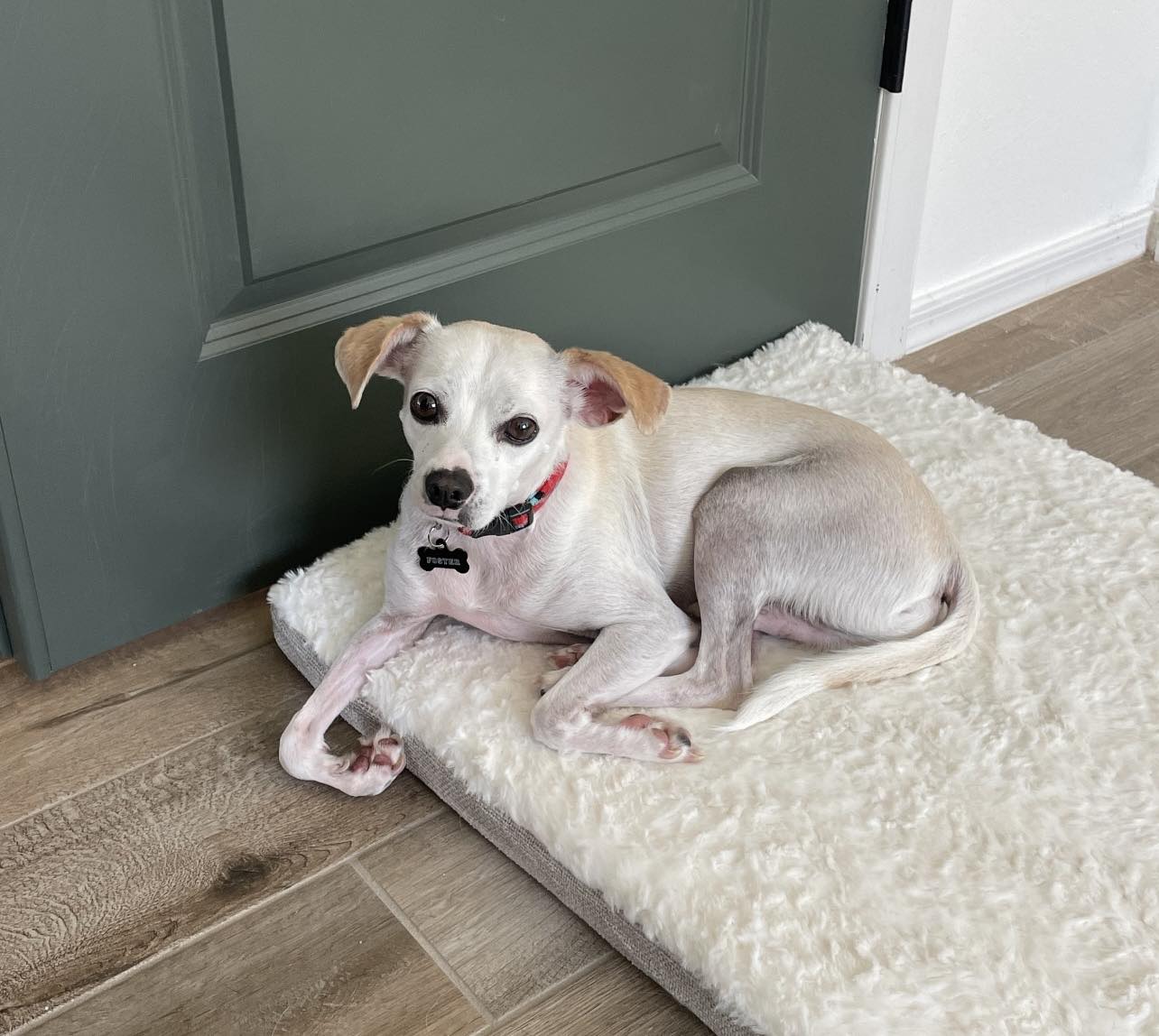 Enlarge Wiley, a Adoptable mixed breed in PHOENIX, AZ image 2/6