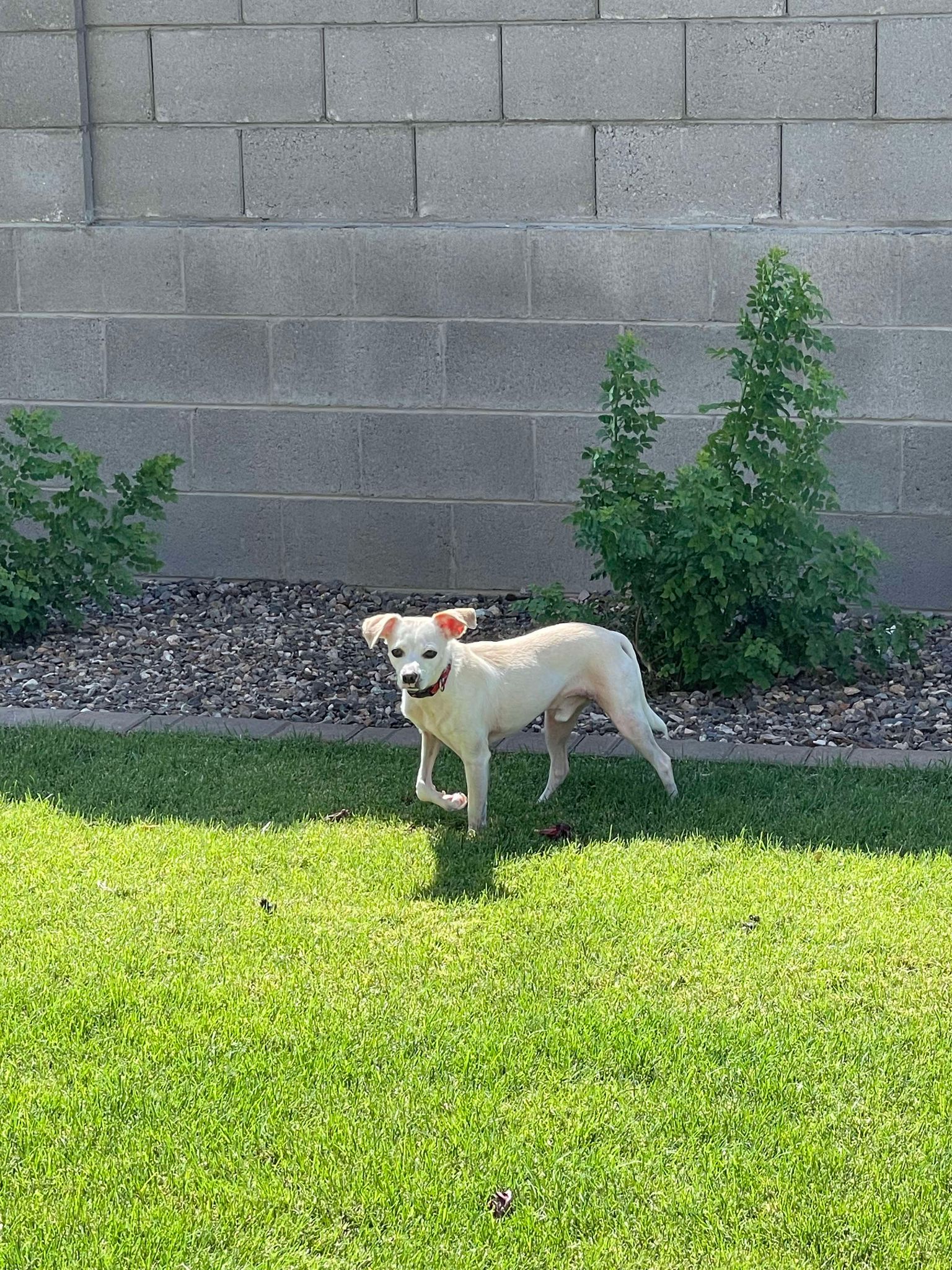 Enlarge Wiley, a Adoptable mixed breed in PHOENIX, AZ image 4/6