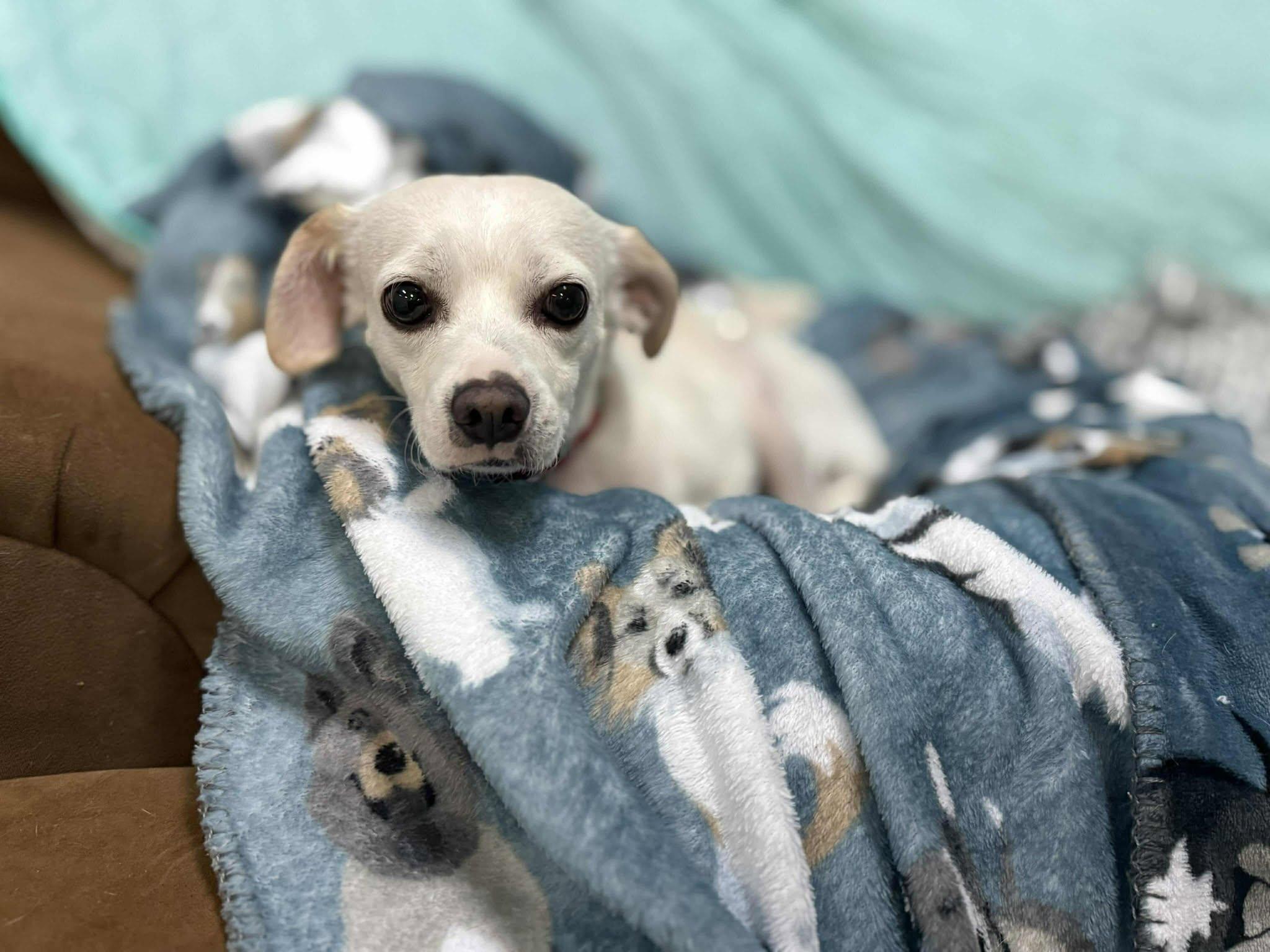 Enlarge Wiley, a Adoptable mixed breed in PHOENIX, AZ image 1/6