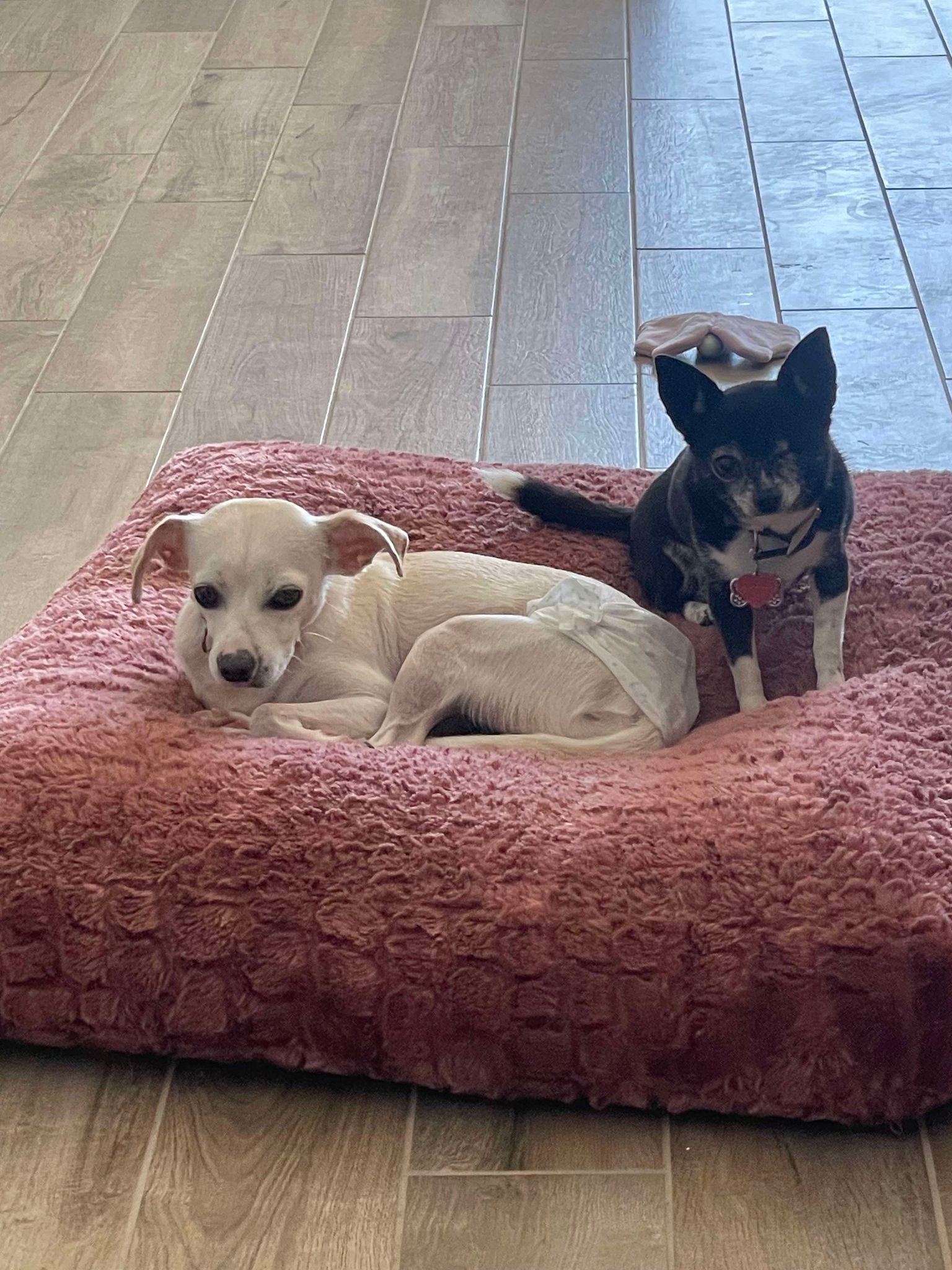 Enlarge Wiley, a Adoptable mixed breed in PHOENIX, AZ image 6/6