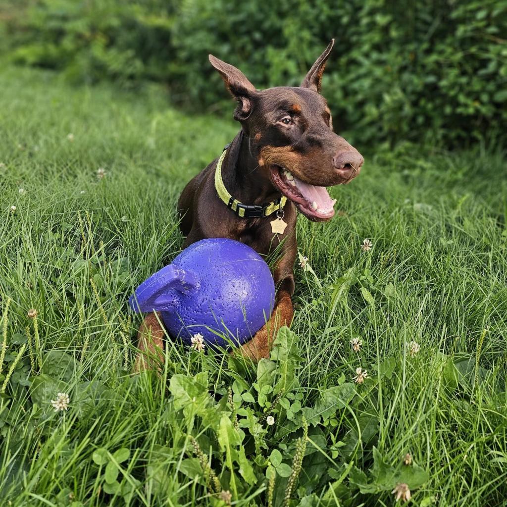 Enlarge 7689 Basil - I'm a SSNAP Dog, a Adoptable Doberman Pinscher in Sandown, NH image 1/6