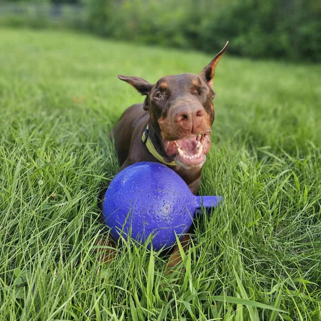 Enlarge 7689 Basil - I'm a SSNAP Dog, a Adoptable Doberman Pinscher in Sandown, NH image 3/6