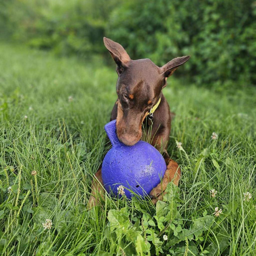 Enlarge 7689 Basil - I'm a SSNAP Dog, a Adoptable Doberman Pinscher in Sandown, NH image 4/6