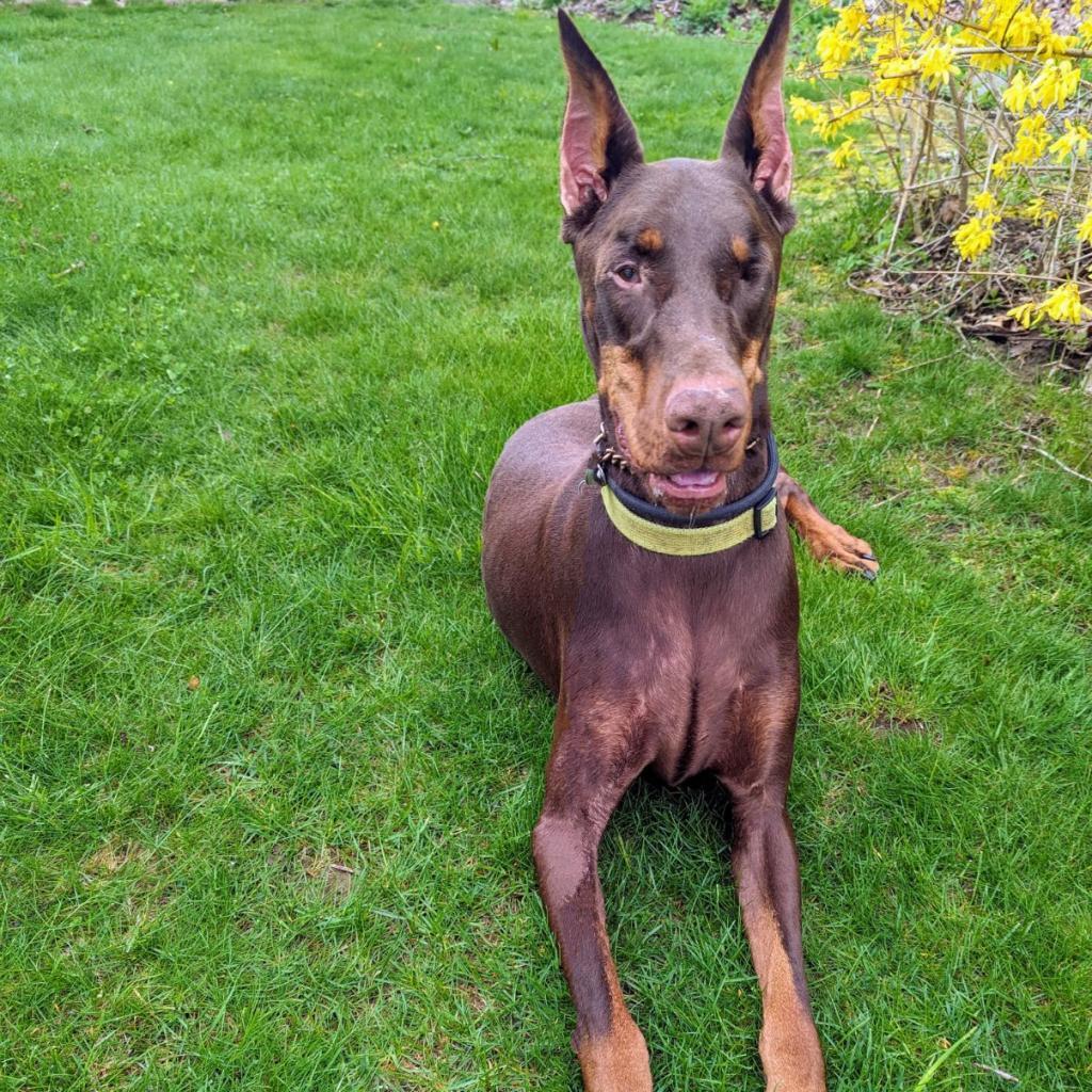 Enlarge 7689 Basil - I'm a SSNAP Dog, a Adoptable Doberman Pinscher in Sandown, NH image 6/6