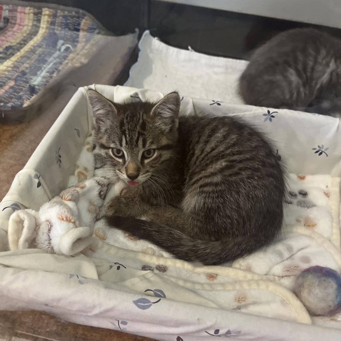 Morty, Adoptable, Kitten Male Domestic Short Hair.