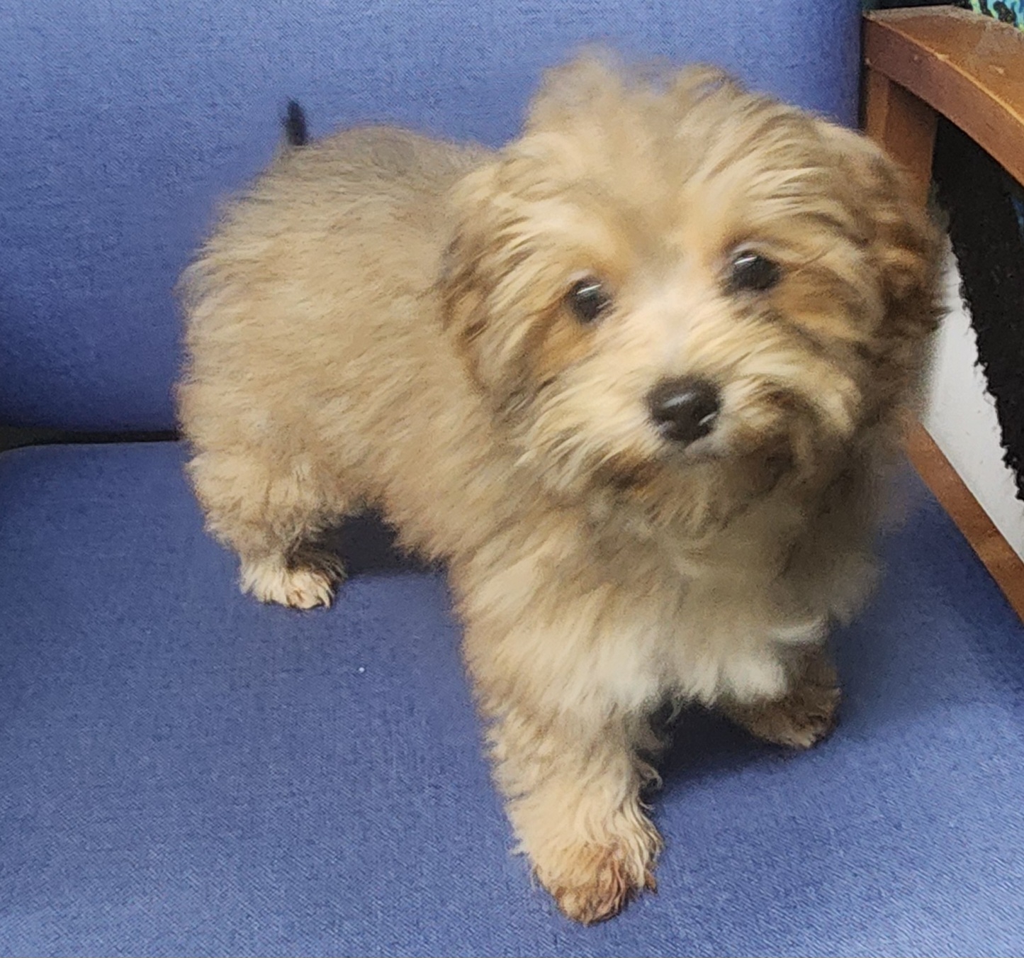 Rose, Adopted, Puppy Female Shih Tzu & Poodle (Toy).