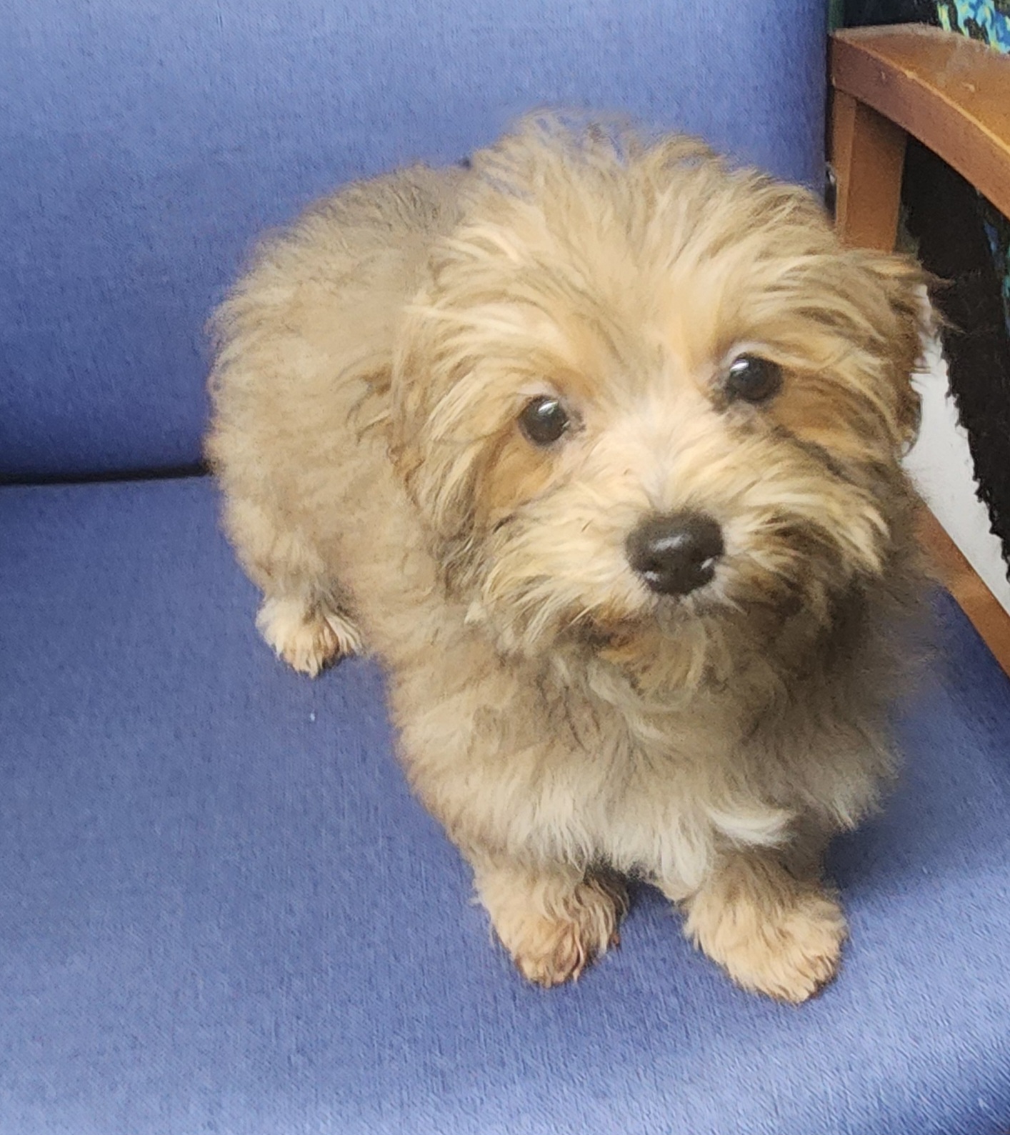 Enlarge Rose, a Adopted mixed breed in Marionville , MO image 2/6