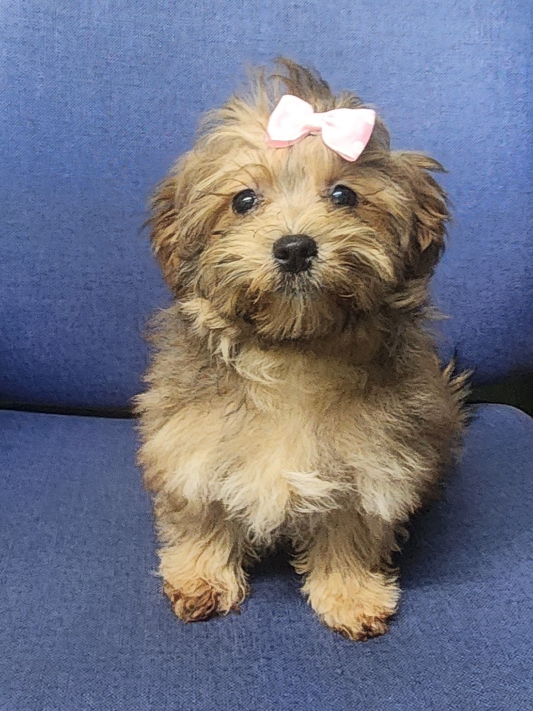 Enlarge Rose, a Adopted mixed breed in Marionville , MO image 3/6