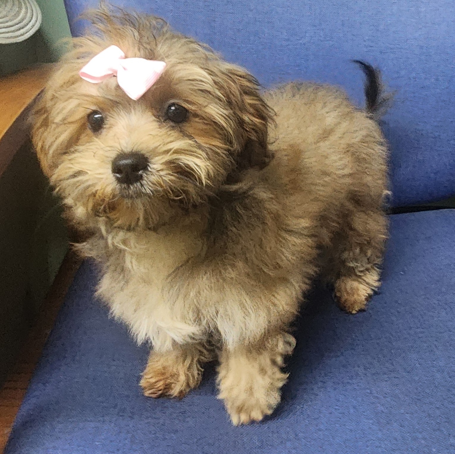 Enlarge Rose, a Adopted mixed breed in Marionville , MO image 4/6