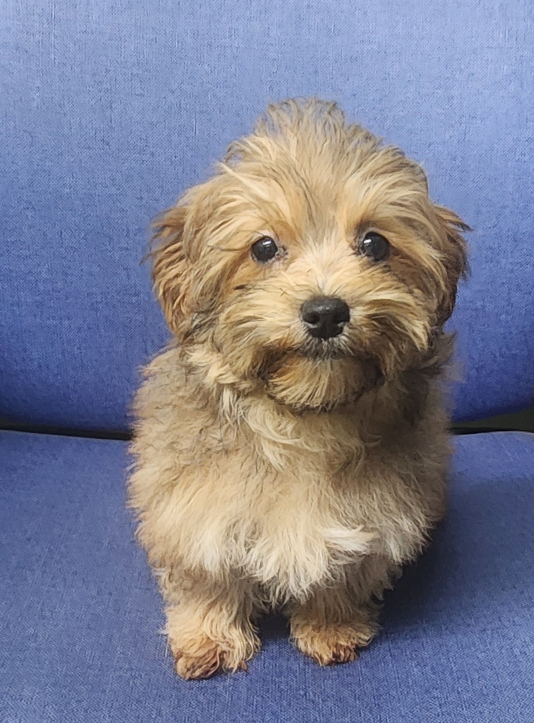 Enlarge Rose, a Adopted mixed breed in Marionville , MO image 5/6