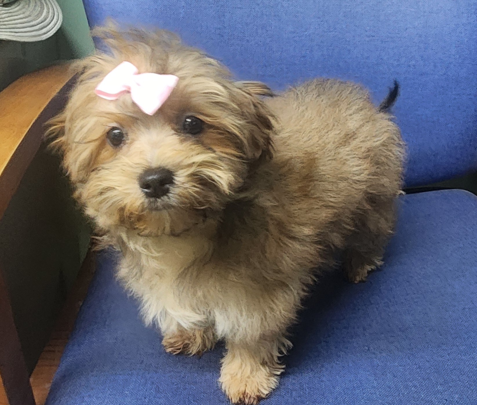 Enlarge Rose, a Adopted mixed breed in Marionville , MO image 6/6